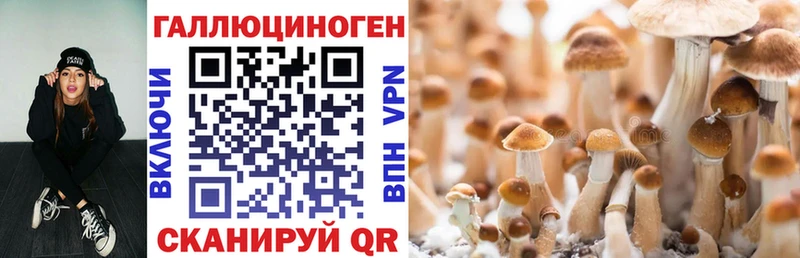 Галлюциногенные грибы Cubensis  где продают   блэк спрут онион  Новопавловск 